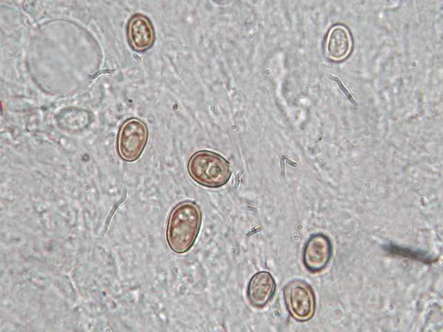 Per tutti gli interessati alla  sfida al micro n.2